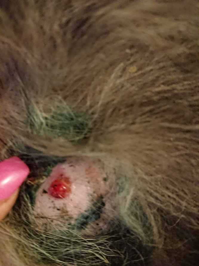 dog infection