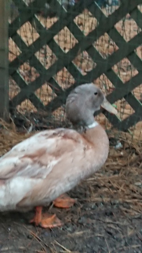 duck well
