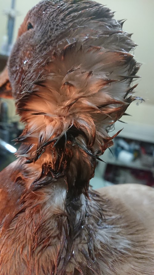 injuried duck